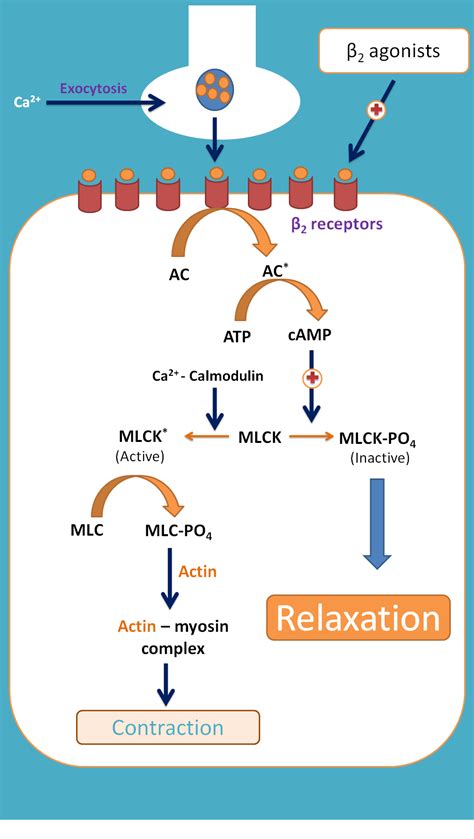 beta 2 pan amazon|beta adrenergic agonists.